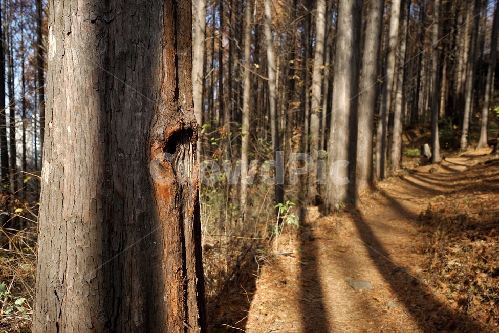 메타세콰이어,숲,산행,초겨울,자연,나무,nature,forest,earlywinter,metasequoia,woods,trail,latefall,walkway,trees,season,stroll,park,sunshine,그림자,shadow,식물,자연,plants,nature,나무,trees,wood