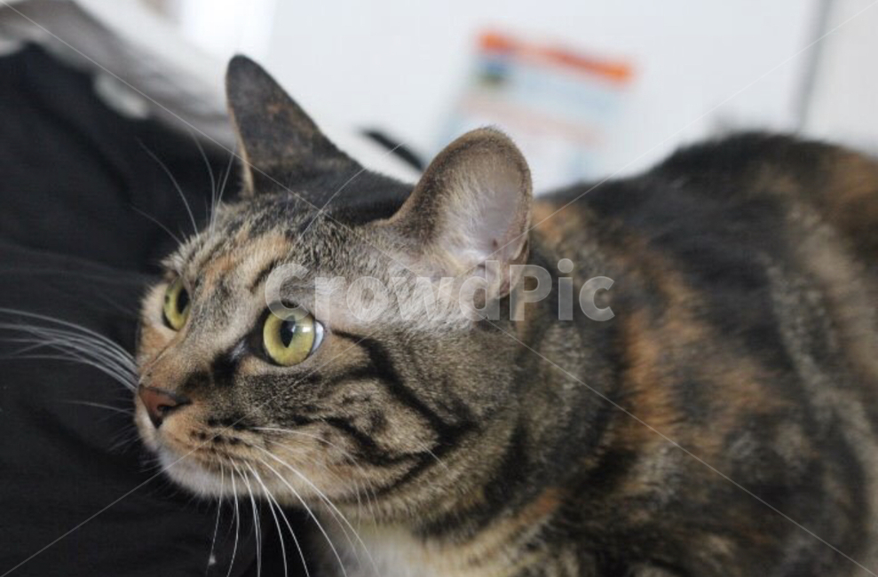 고양이,동물,cat,animal,cats,동물,animal,포유류,mammal,고양이,cat,kitten,kitty