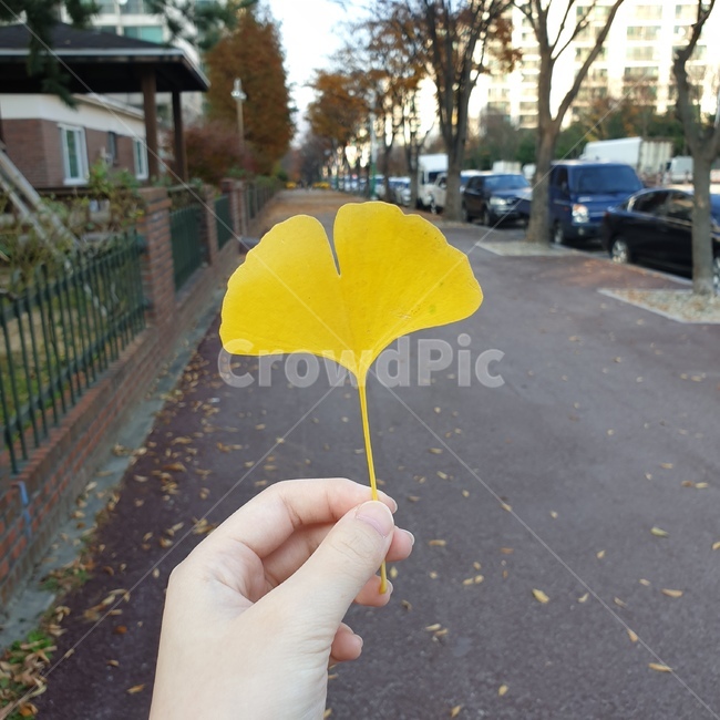 은행잎,은행나무,가을,나뭇잎,노란색