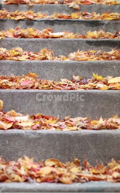 낙엽,단풍,은행,계단,가을,늦가을,autumn,가을,계절,fall,autumn,season,leaf,잎,plant,식물