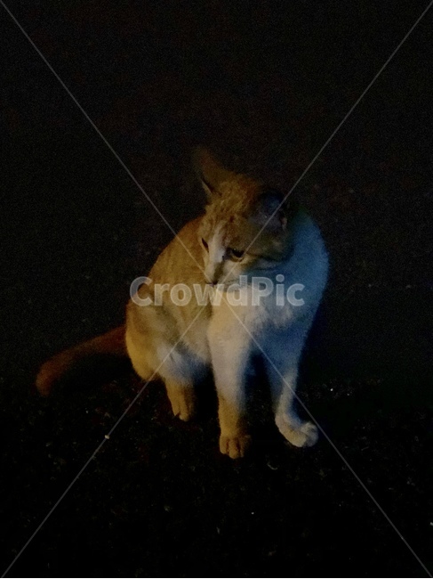 고양이,길고양이,cat,streetcat,코숏,길냥이