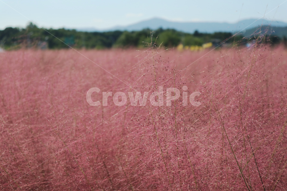 park,garden,pinkmuhlygrass,grass,muhly,pinkmuhly,pink,rough,natural,nature,beautiful,textured,vintage,texture,background,공원,정원,들,뮬리,분홍,핑크,핑크뮬리,억새,억새풀,식물,자연,plants,nature,꽃,flower