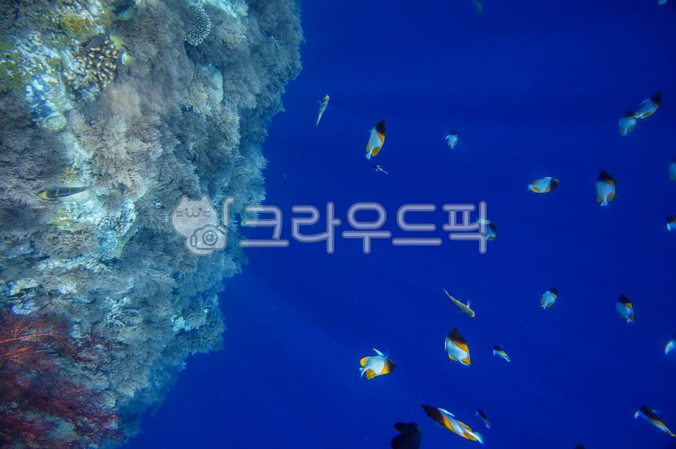 water, 물, animal, 동물, nature, 사진,이미지,일러스트,캘리그라피 - cottonmaru작가
