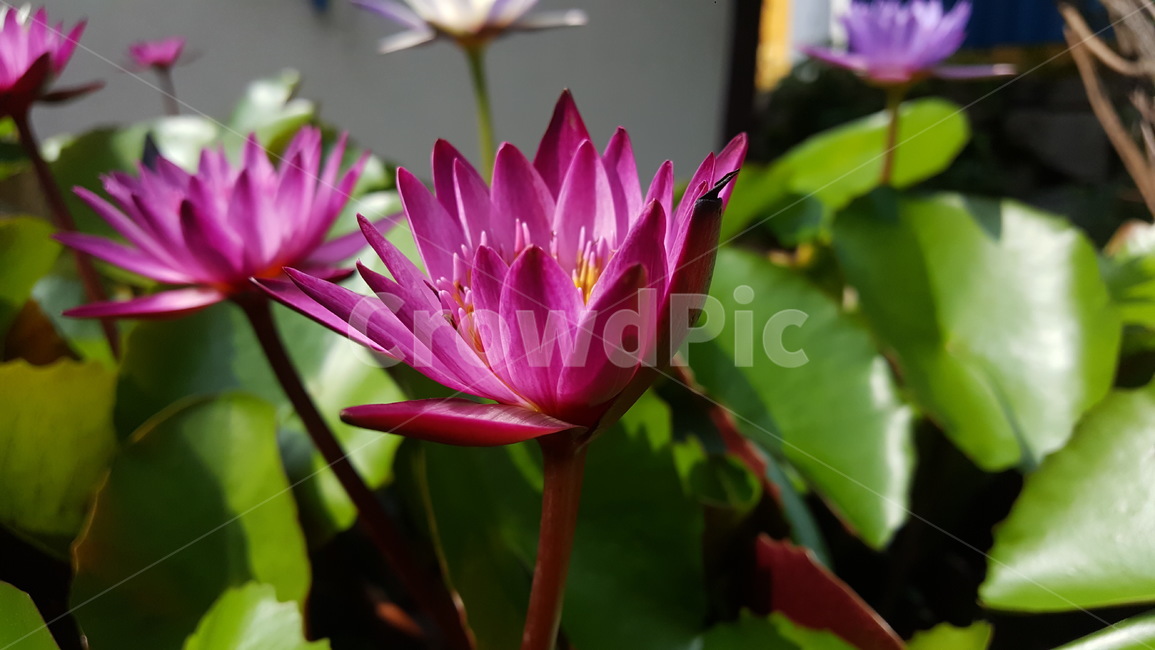 연꽃,꽃,연못,여름,플라워,flower,nelumbonucifera,쌍떡잎식물