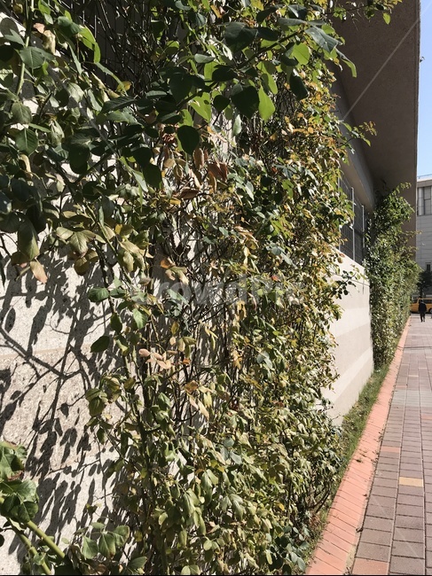 plant,식물,벽,담장,넝쿨,가지,풀,잎,풀잎,식물,자연,plants,nature