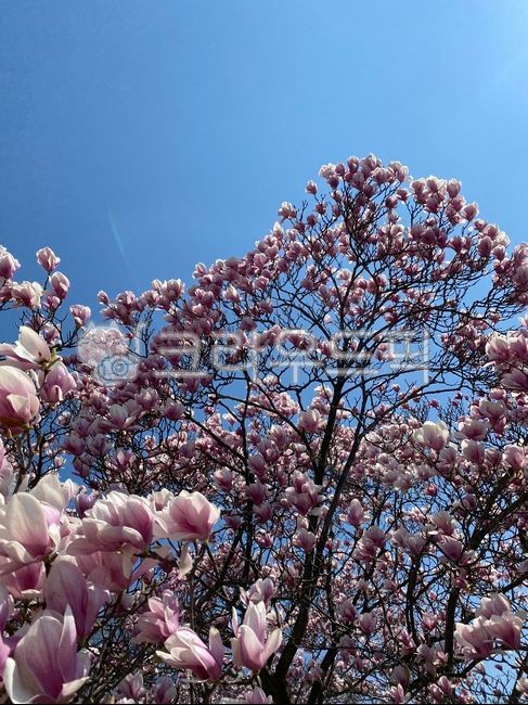 목련나무,목련,꽃,봄꽃,분홍색목련,야외,개화,계절,flower