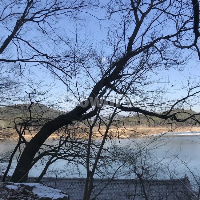 풍경,바다,절,사원,깨끗한,여유로운,맑은,나무,강,자연,풍경,nature,landscape,tree,plant,식물,tree trunk,나무 줄기