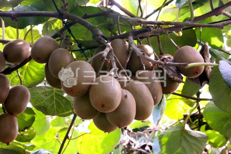 키위,골드키위,과일,제철과일,키위주스,신선,키위농장,나무,농장,열매,kiwi,fruit,gold,green,yellow
