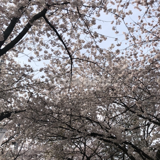 벚꽃,벚꽃축제,꽃,나무,봄,봄축제,나들이,피크닉,자연풍경,자연