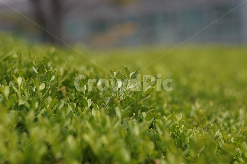 식물,plant,풍경,landscape,자연,nature,생동감,fresh,봄,spring,계절,season,길거리,street,숲,forest,식물,자연,plants,nature