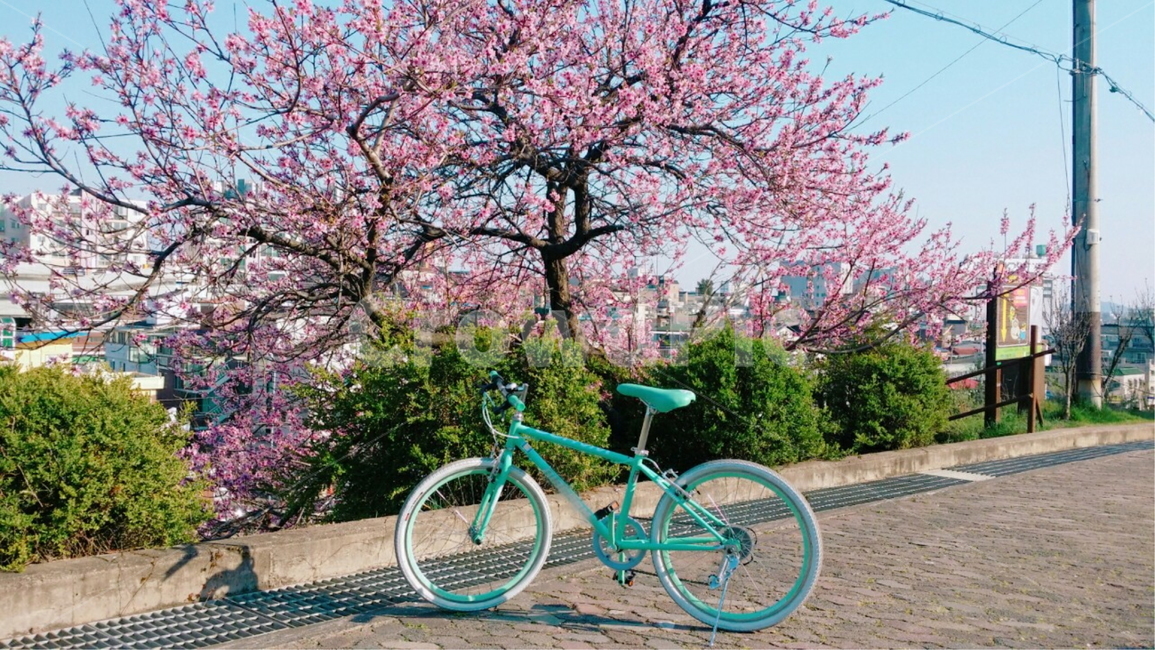 bicycle,교통,bike,자전거,봄,컬러,색감,자연,야외,나무,꽃,벚꽃,하늘