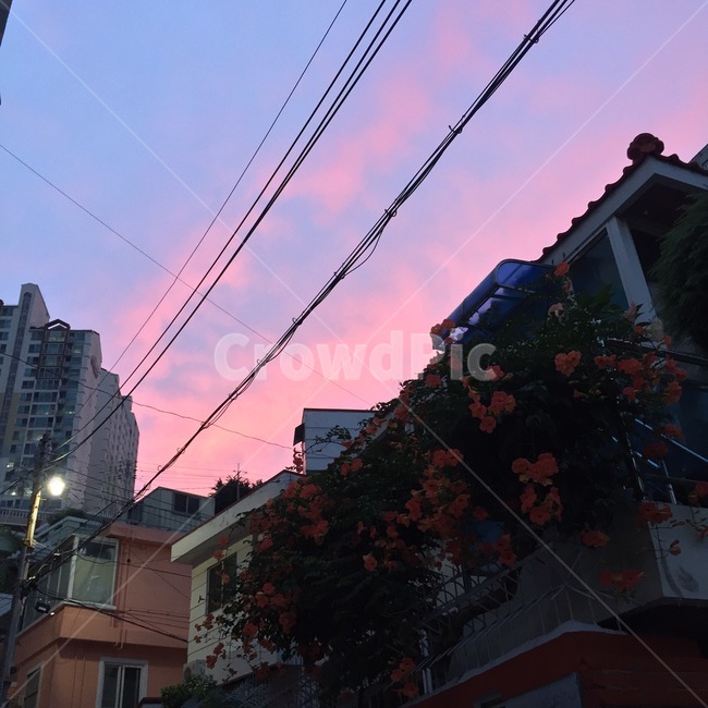노을,꽃,감성,해질무렵,저녁,밤