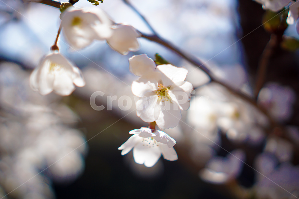 봄향기,나들이,벚꽃놀이,벚꽃,봄,봄,계절,spring,season,식물,자연,plants,nature,꽃,flower,plant,blossom