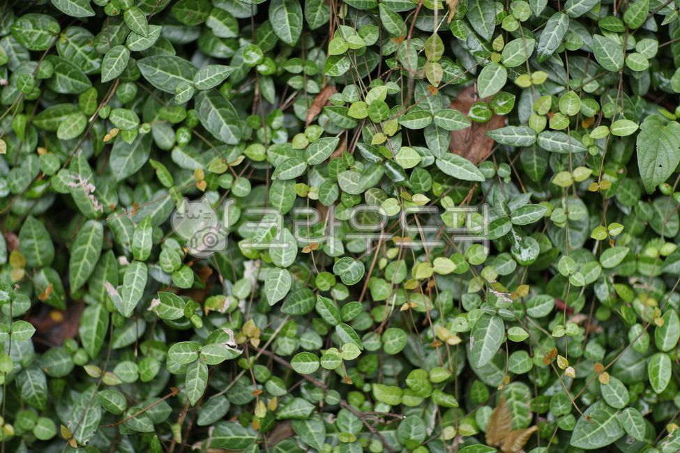 Marsupial,front yard,woody plants,climbing plants,purifying plants,wild grasses