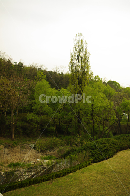 나무,풍경,식물,숲,tree,자연,풍경,nature,landscape,plant,fir,전나무,outdoors,옥외