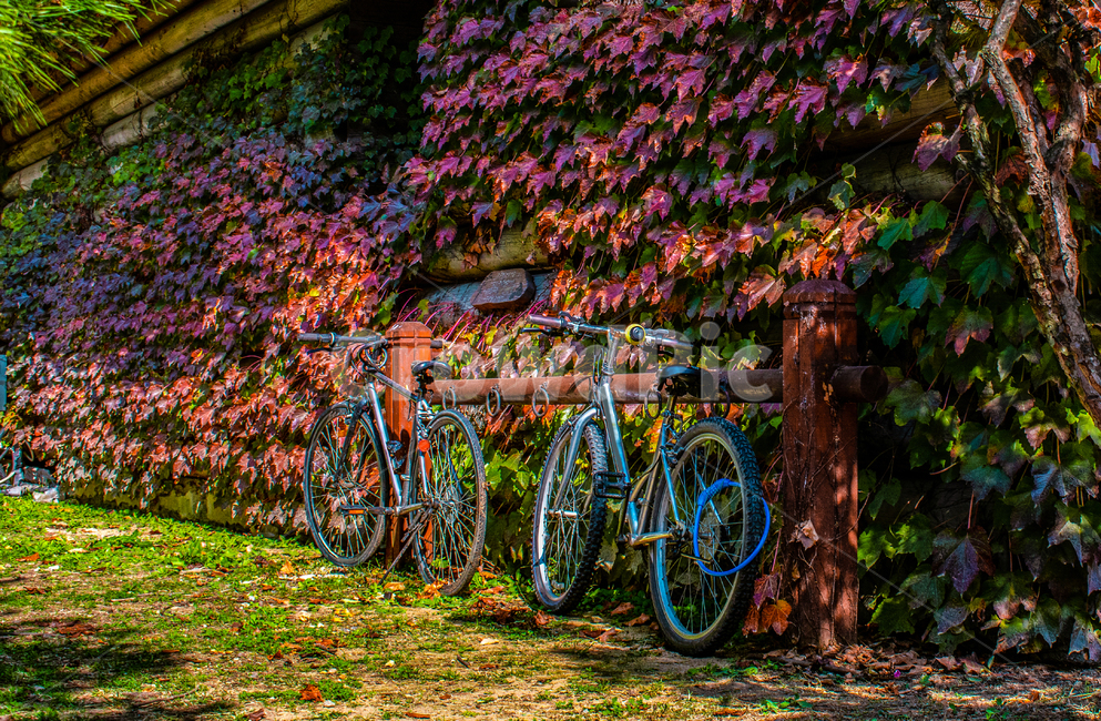 accompany,bicycle,autumn,ivy,cycle,Maple