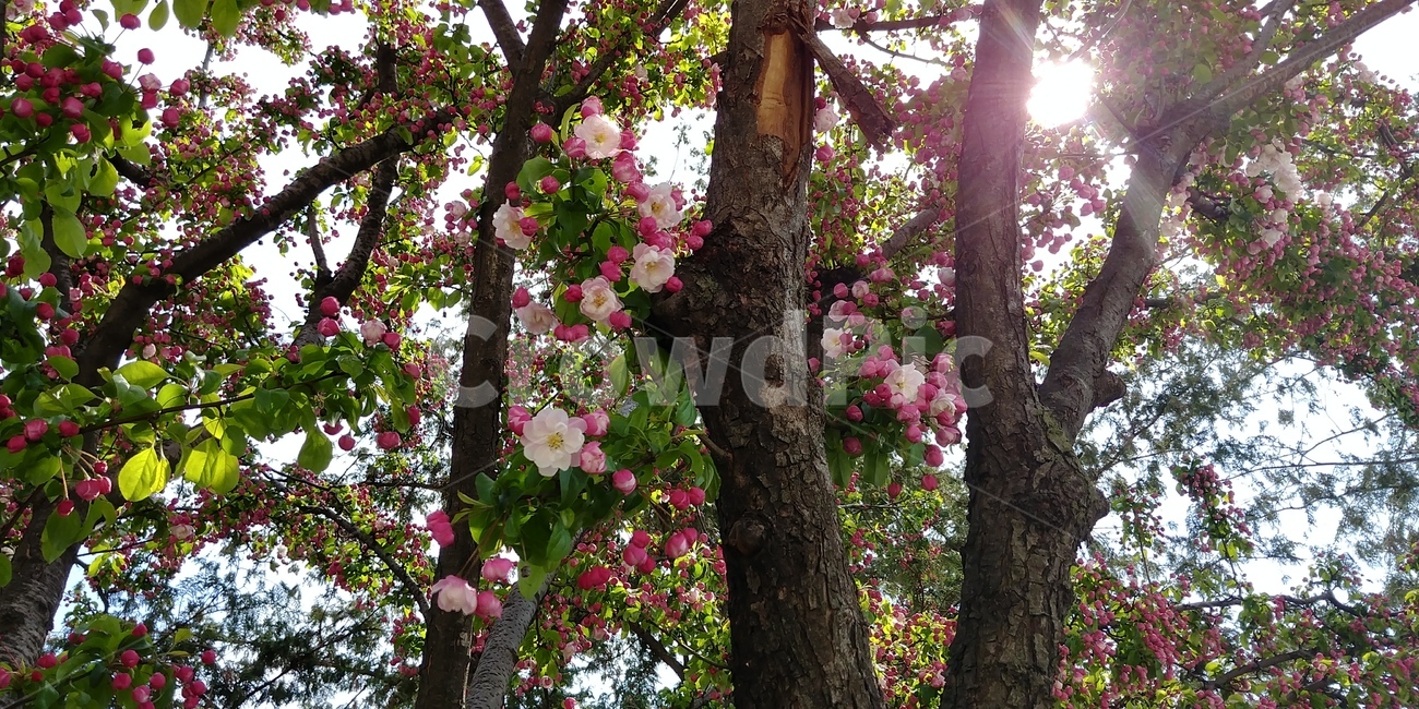 꽃,봄,flower,plant,나무,tree,따뜻함,햇빛,spring
