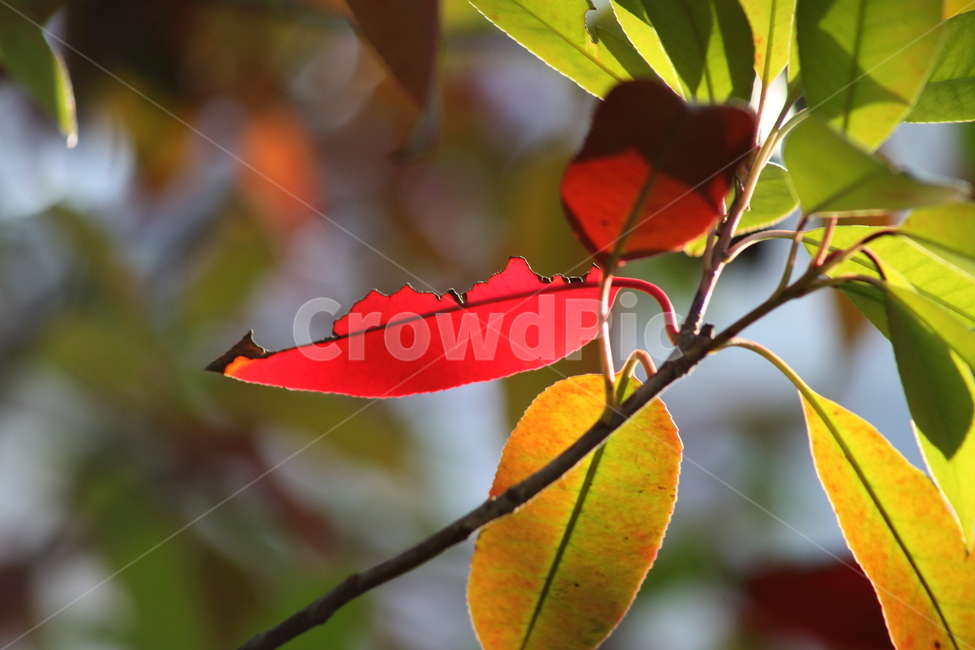 단풍,잎,식물,가을,redleaves,가을,계절,fall,autumn,season,식물,자연,plants,nature,leaf,plant,veins,정맥