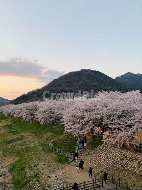 벚꽃,유채꽃,꽃,축제,노을,봄,계절,spring,season,자연,풍경,nature,landscape,plant,식물