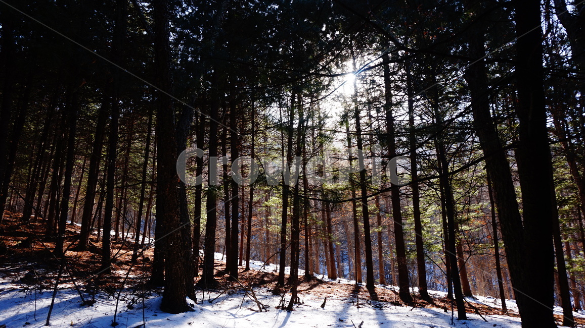 겨울산,겨울,나무,산,숲,고요함,등산,눈덮인산,눈온산,나무가지