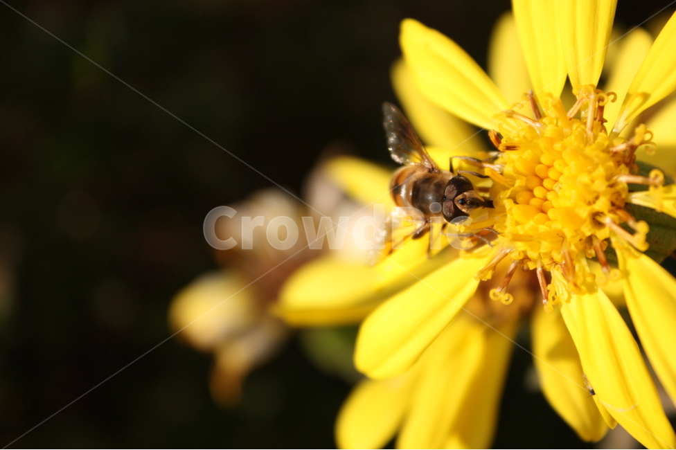 꽃,벌,노란색,자연,식물,식물,자연,plants,nature,꽃,flower,동물,animal,곤충,벌레,insect,bug