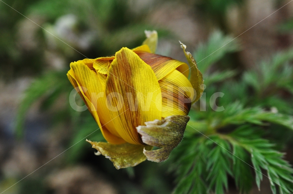 복수초,봄꽃,꽃,감성사진,Jay,식물,자연,plants,nature,봄,계절,spring,season,꽃,flower,plant