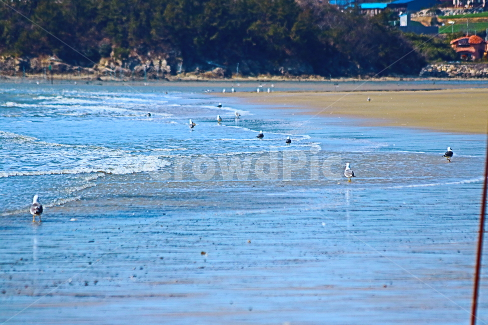 동물,bird,새,바닷가,해변