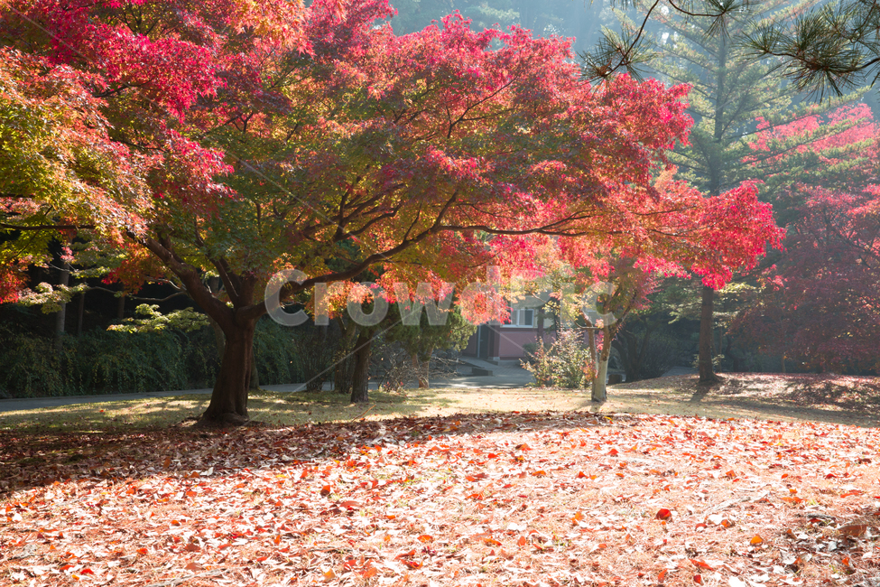 자연,풍경,단풍,계절,가을,잎,단풍잎,붉은,노란,낙엽,만추,나무,공원,정원,단풍나무,애기단풍,산,백암산,가을,계절,fall,autumn,season,자연,풍경,nature,landscape,tree,plant,식물,maple,leaf