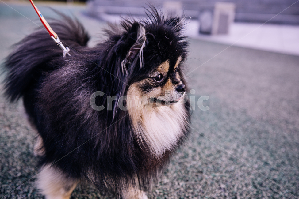 doll,Pomeranian,black tan,form,puppy,Gangjwi,pomeranian,cuteness,animal,Dog,dog,walk