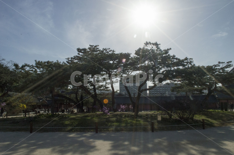 배경,한복,풍경,꽃,산책,하늘,창덕궁,궁,경복궁,광화문,사유지