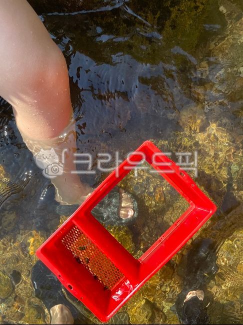 물놀이,계곡,다슬기,우렁,다슬기잡기,계곡물,맑은물