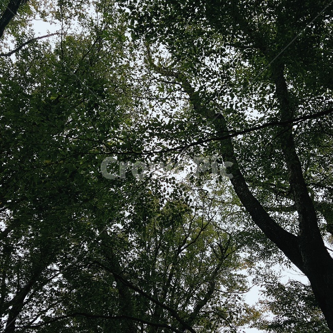나무,식물,풀,나뭇잎,하늘,식물,자연,plants,nature,나무,trees,wood