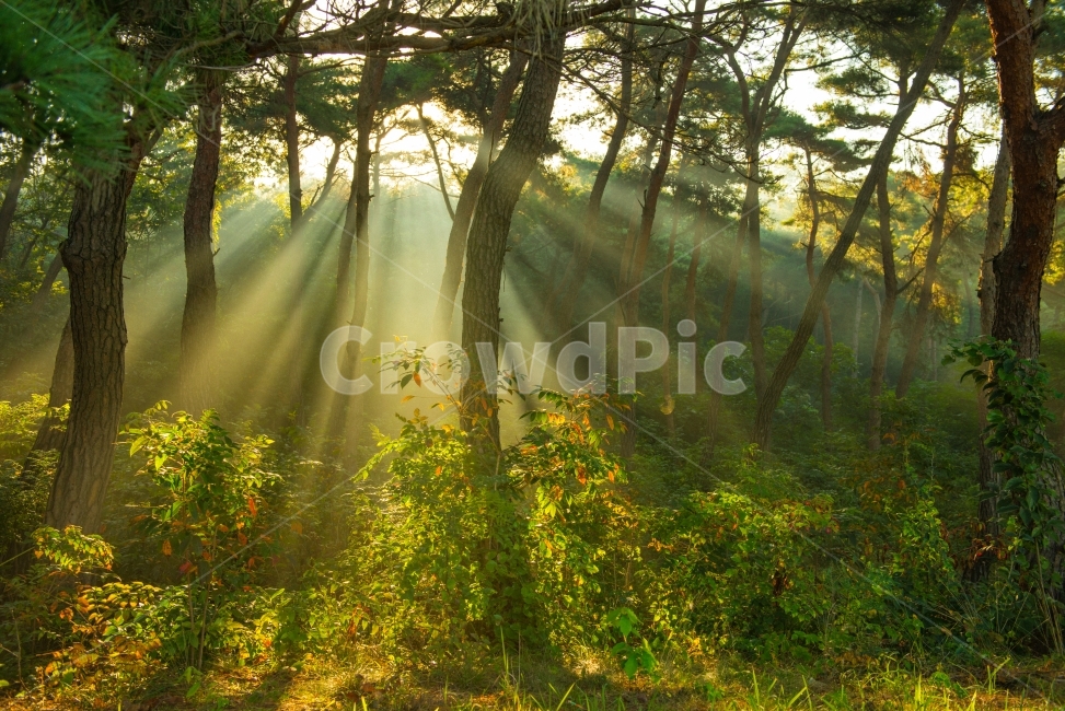 빛내림,송림,자연,아침햇살,빛,숲,풍경,자연,풍경,nature,landscape,식물,plants,나무,trees,wood,휴식,힐링,rest,relaxation,healing,sunlight,햇빛,light,flare,플레어