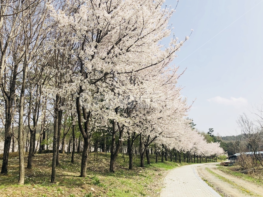 벚꽃,꽃길,꽃,풍경,봄,배경,맑음,봄,계절,spring,season,자연,풍경,nature,landscape,plant,식물,flower,blossom