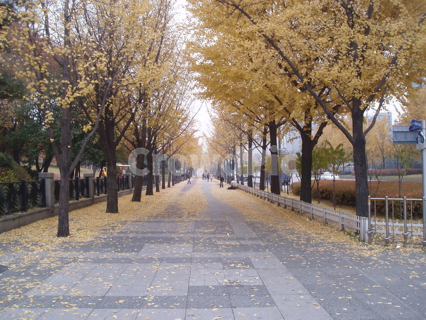 단풍거리,길,가을,풍경,환경