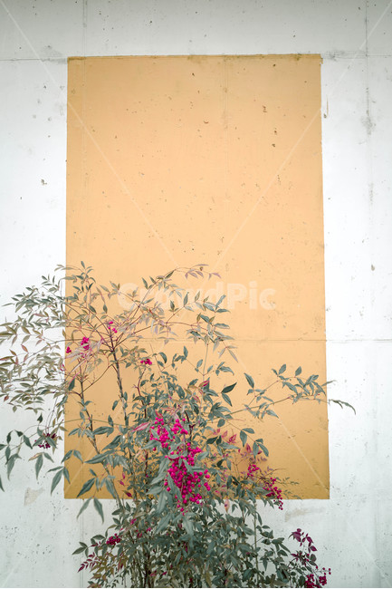 식물,색감,노랑,빨강,감성사진,식물,자연,plants,nature