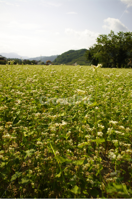 메밀밭,꽃,꽃밭,메밀꽃,flower,식물,자연,plants,nature,꽃,flower