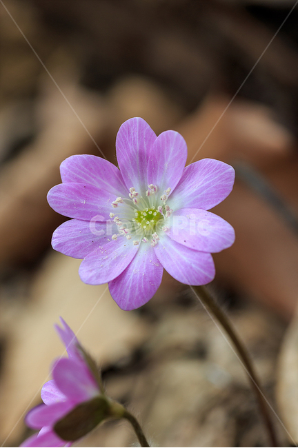 봄,노루귀,야생화,수리산,봄꽃,식물,자연,plants,nature,꽃,flower
