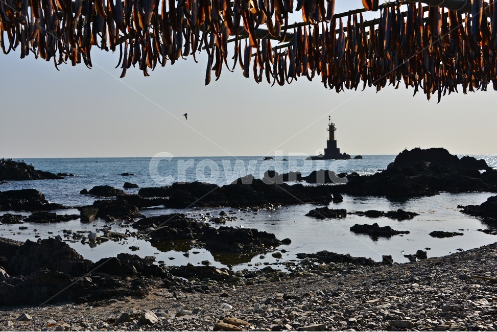 outdoors,옥외,nature,자연,water,물,ocean,대양,sea,바다,shoreline,해안선,coast,연안,해변,경주,양남,읍천,읍천주상절리,주상절리,과메기,과메기건조