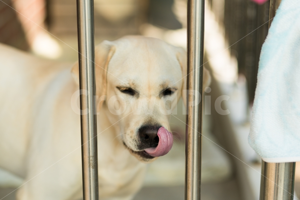 동물,강아지,개,반려견,골든리트리버,동물,animal,포유류,mammal,개,강아지,dog,doggy