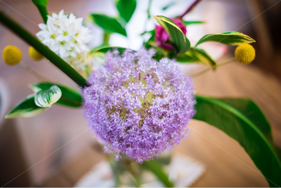 정물,꽃,카페,cafe,flower,식물,자연,plants,nature,꽃,flower
