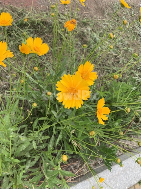 꽃,식물,plant,노란꽃,yellow,식물,자연,plants,nature,꽃,flower