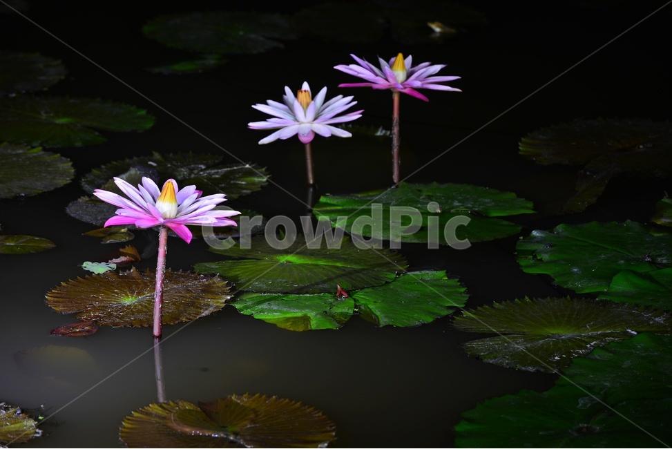 plant,식물,blossom,flower,꽃,수련,연꽃,반영,야화,연못,연잎