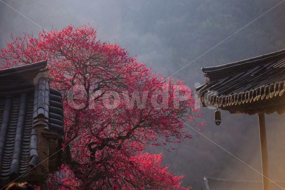봄,절,화엄사,홍매화,햇살,아침,식물,자연,plants,nature,한국전통,한국문화,korean traditional,korean culture,봄,계절,spring,season,종교,신앙,religion,belief,faith,꽃,flower,architecture,건축물,building,건물