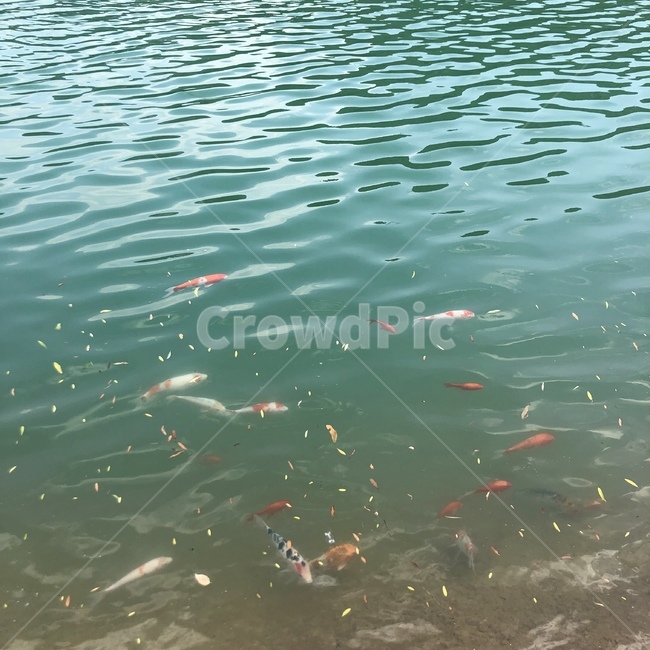 잉어,물고기,fish,호수,강,바다,풍경,잔잔함,파랑,blue,동물,animal,어류,물고기,fish