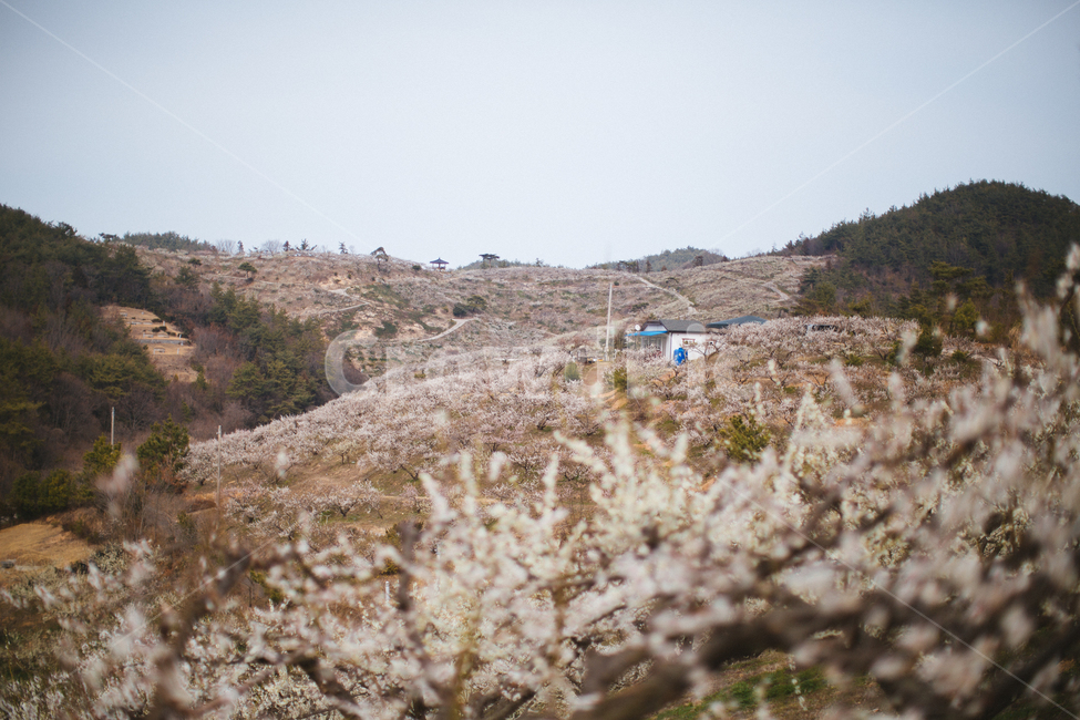 봄,매화,꽃,농장,자연,풍경,나무,봄,계절,spring,season,자연,풍경,nature,landscape,plant,식물