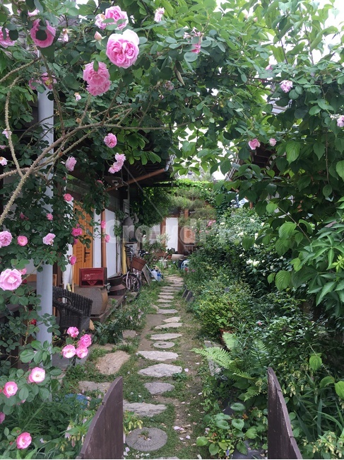 전주한옥마을,한옥,전통가옥,꽃집,장미,풍경,조화,차경,여유,휴식,숙소,jeonjuhanokvillage,hanok,traditionalhouse,rose,scenery,rest,house