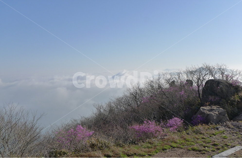속리산,문장대,운해,진달래,암릉,봄,계절,spring,season,자연,풍경,nature,landscape,한국자연풍경,한국자연경관,korea nature landscape,plant,식물
