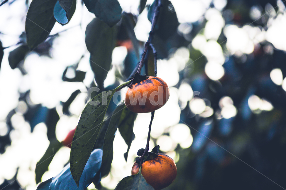 식물,과일,감,음식,food,나무,과일,열매,fruit