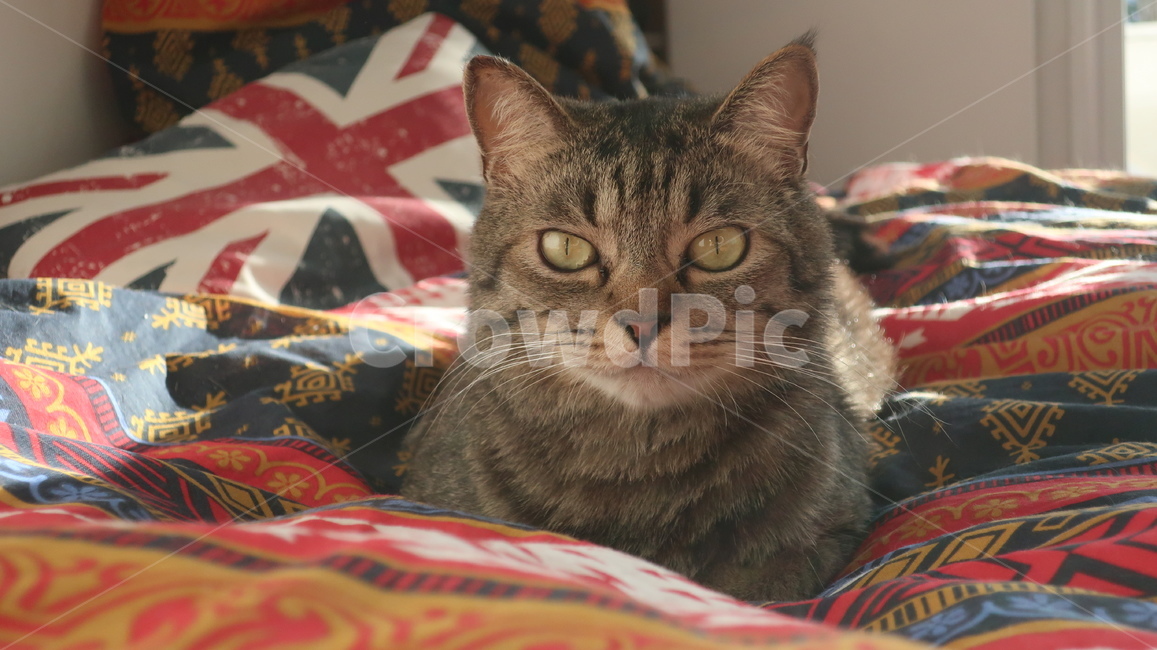 고양이,태비고양이,고등어줄무늬,태비줄무늬,회색고양이,귀여운,반려동물,반려묘,애완동물,집고양이,cat,kitty,kitten,아기고양이,pet,mammal,animal,포유류,동물,동물,animal,포유류,mammal,고양이,cat,kitten,kitty